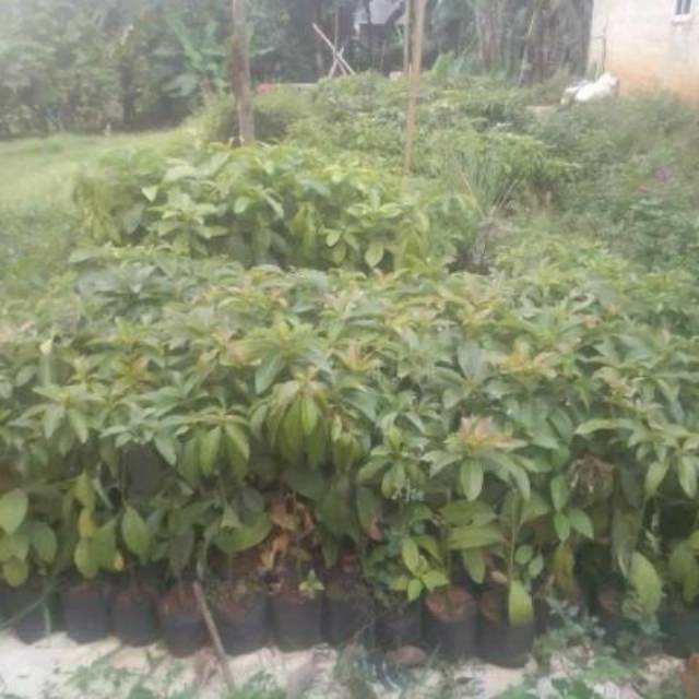 Bibit pohon (alpukat mentega)