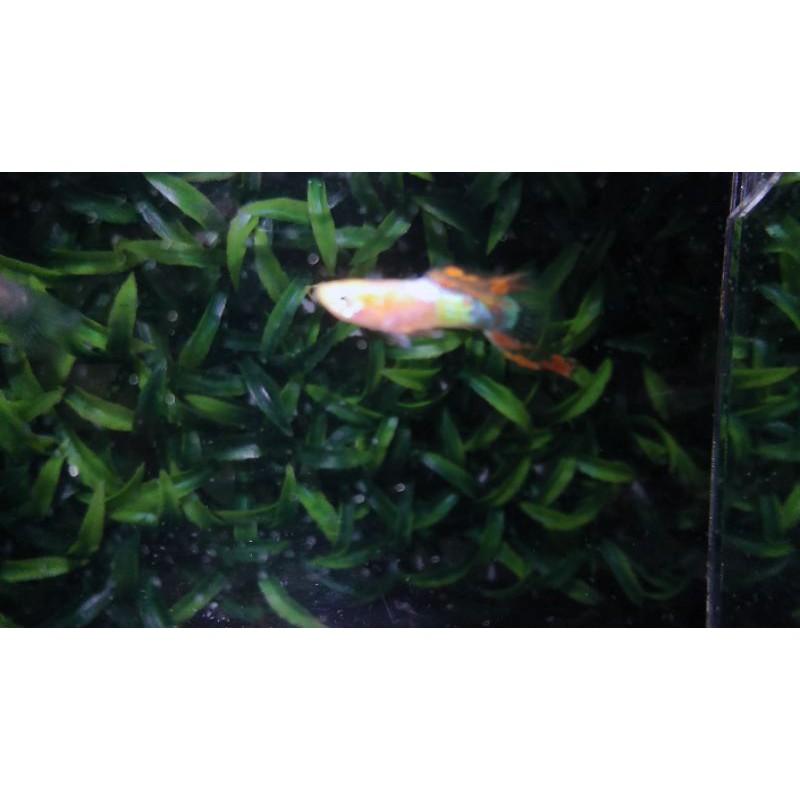 Guppy Endler red chest (Perpasang ) Murah Garansi ikan hias aquascape aquarium