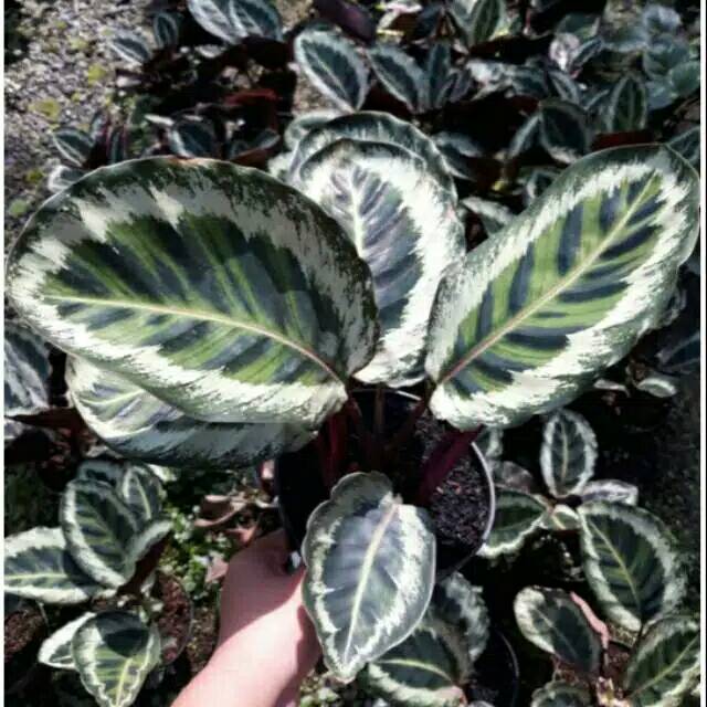 CALATHEA ANGELA | TANAMAN HIAS CALATHEA ANGELA