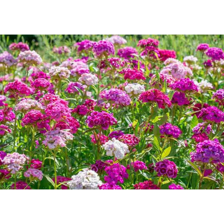 Benih-Bibit Bunga Sweet William Dianthus (Haira Seed)