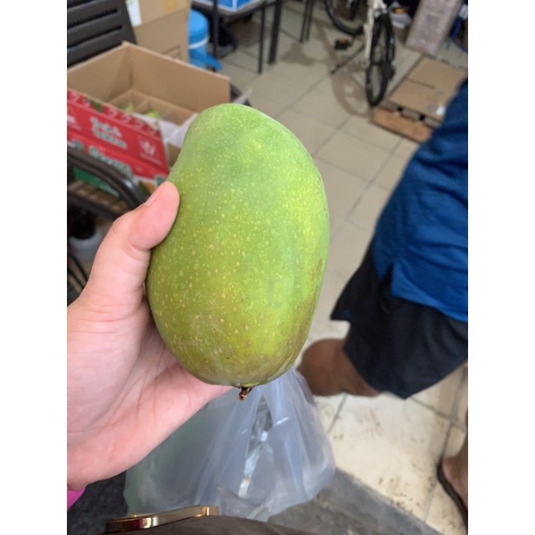 

MANGGA ALPUKAT JUMBO MATANG POHON