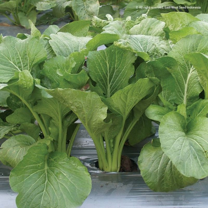 [Benih Unggul] Benih Sawi Caisim Bibis Sawi Caisim