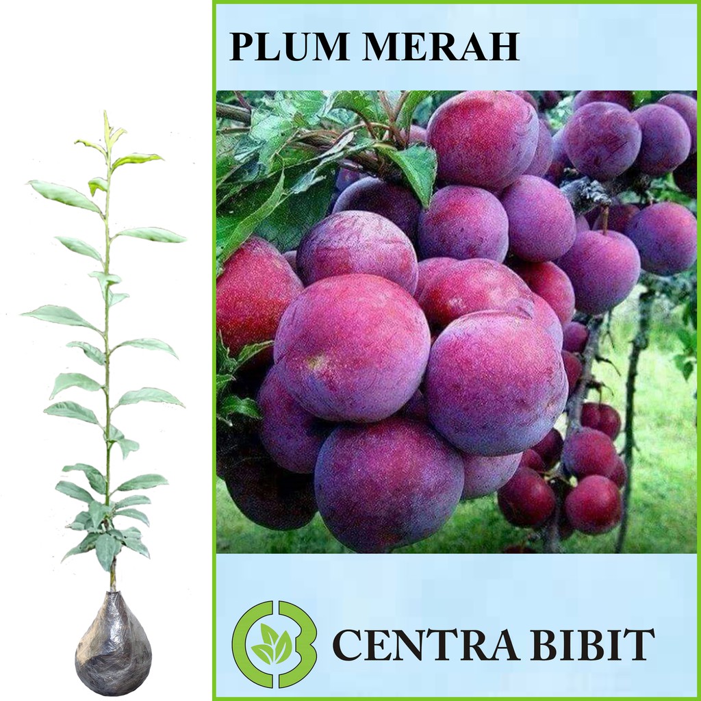 Tanaman Buah Plum Merah
