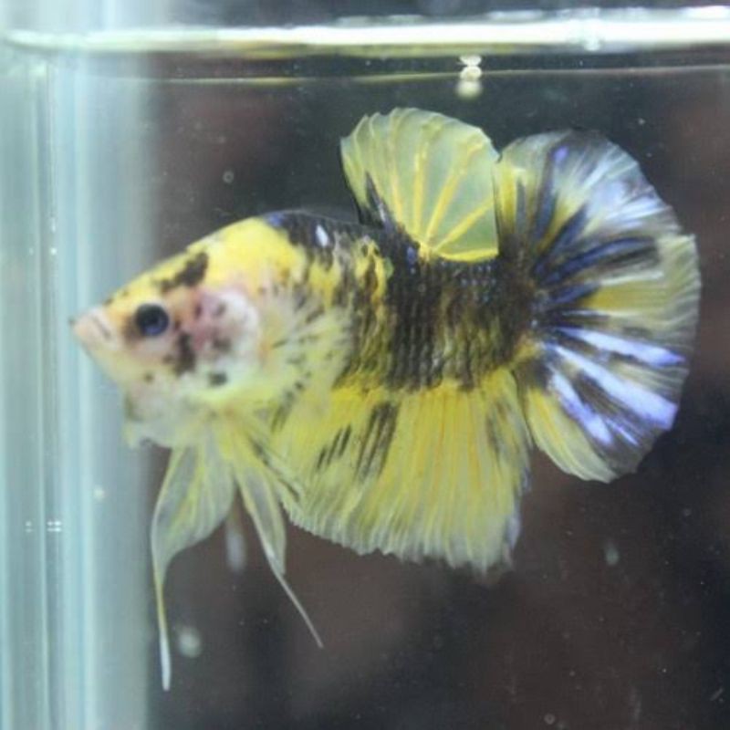 promobahan giant yellow/avatar