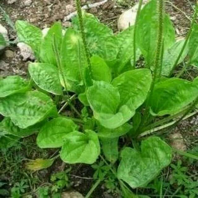 

daun sendok atau kiurat segar