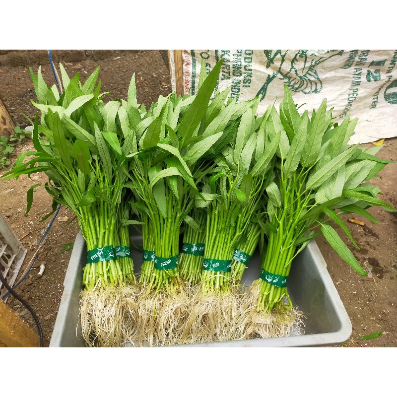 

Kangkung Hidroponik