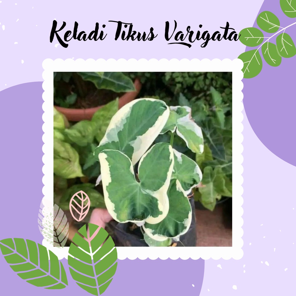 TANAMAN HIAS KELADI TIKUS VARIGATA CALADIUM TIKUS VARIGATA