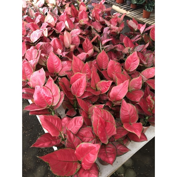 Aglaonema red anjamani super