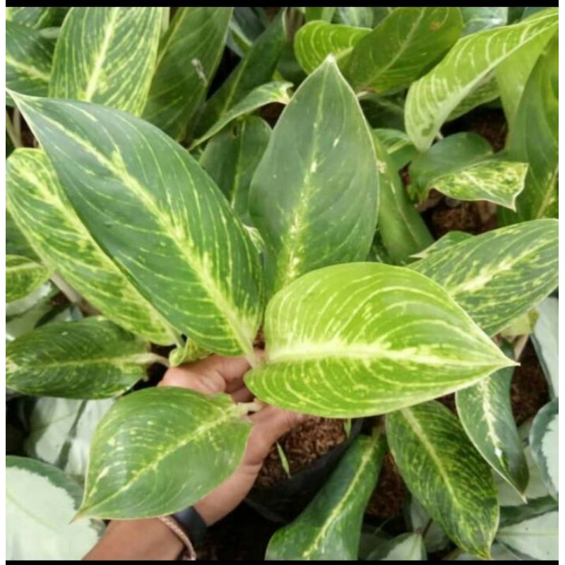 Tanaman hias Blanceng golden - Sri rejeki Golden - Aglonema Golden