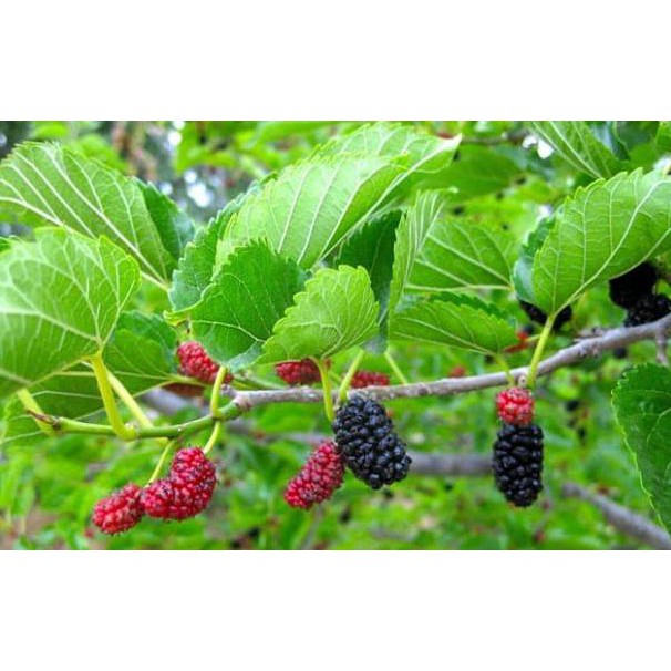 

Kualitas Terbaik] Jual Daun Murbei Segar Perhelai Siap Petik Daun Arbei Besaran