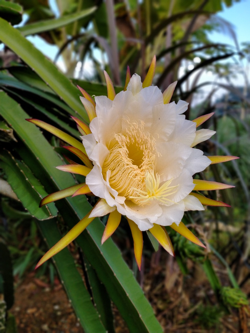 Batik Pria Lengan Panjang Batik Azmil Hrb026 Motif Keratonan Kode 002 Size M L Xl Xxl Reguler