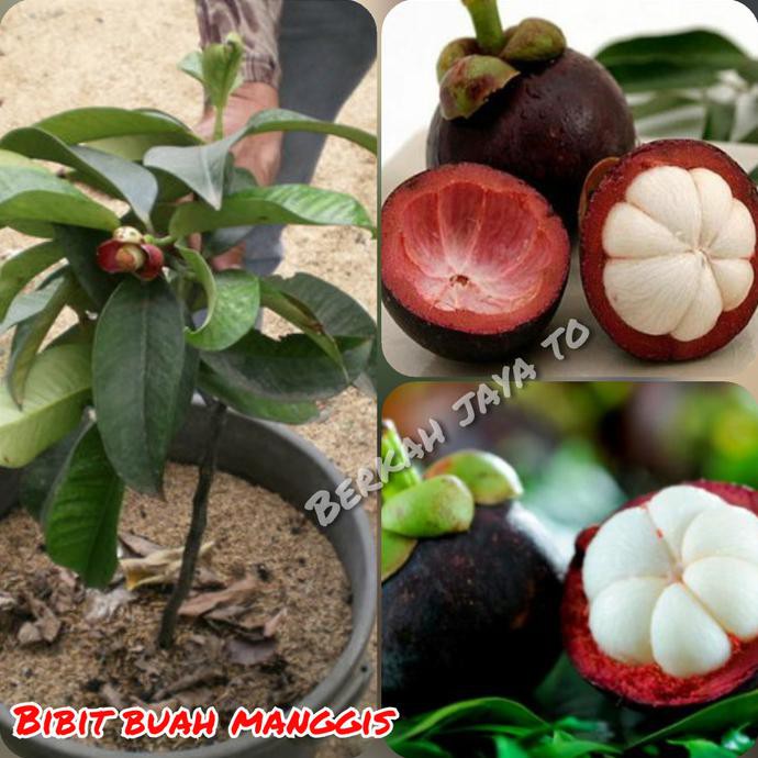 Okulasi Tanaman Bibit Buah Manggis Okulasi - Cepat Berbuah @*