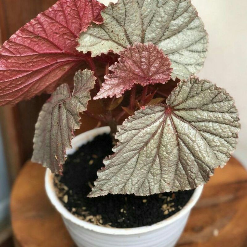 Tanaman hias Begonia silver pink
