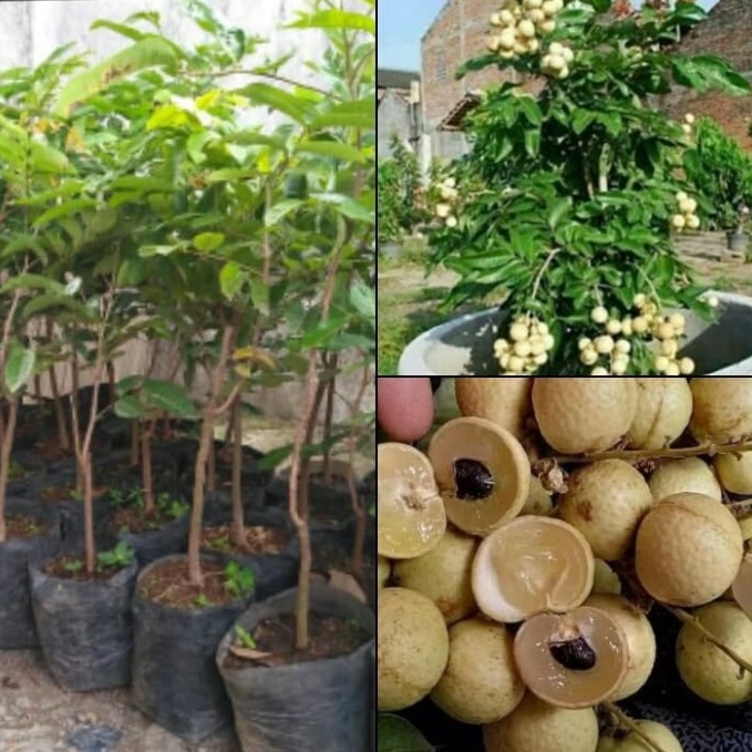 Jual BIBIT KELENGKENG MATALADA JUMBO GENJAH MANIS OKULASI | Shopee ...