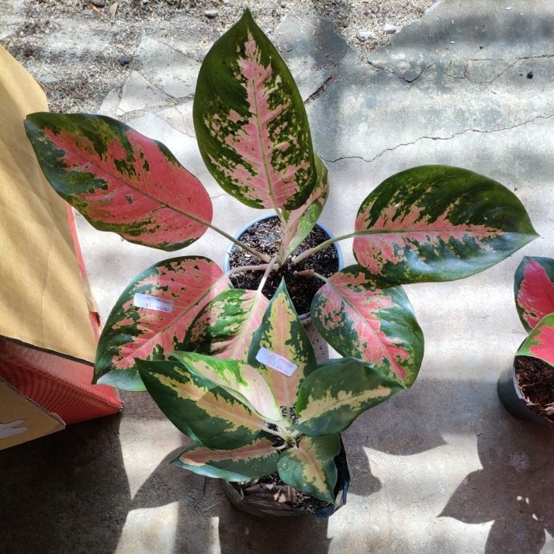 aglonema red kocin dan kocin tembaga