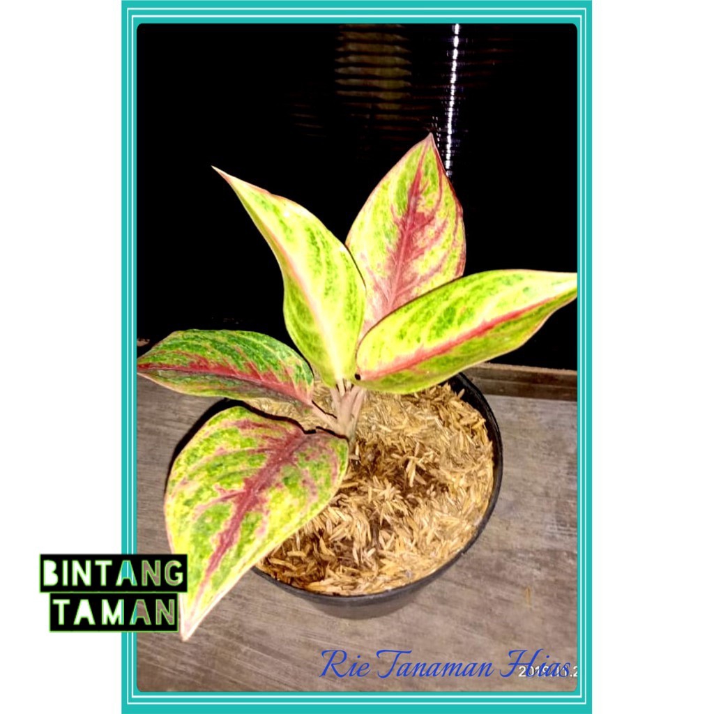 Tanaman hias Aglonema Red Panama -Aglonema Red panama