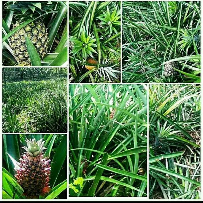Ready 10 Bibit Nanas Madu Subang Ungglan Murah