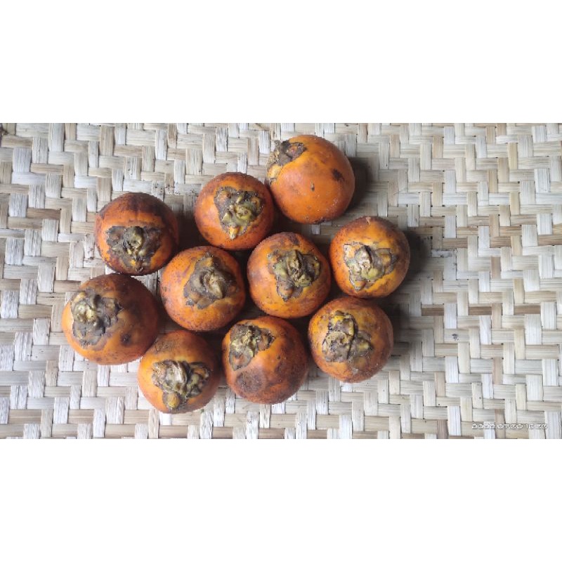 

Buah Pinang Tua jenis hara jumbo/ New Sale Buah Pinang Tua fresh