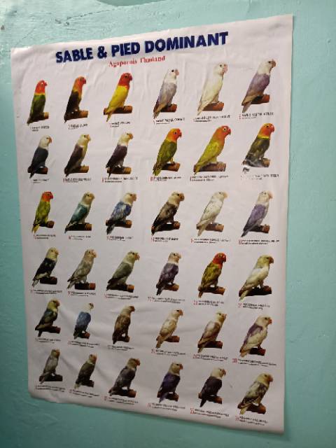 Poster burung Lovebird dan kenari