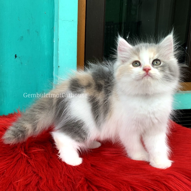 Kitten Flatnose Gemoy Bulu Kapas Warna Calico Dilute