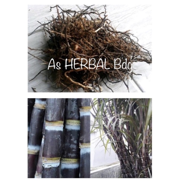 

Akar tebu hitam / akar tebu wulung asli segar 100 gram-az