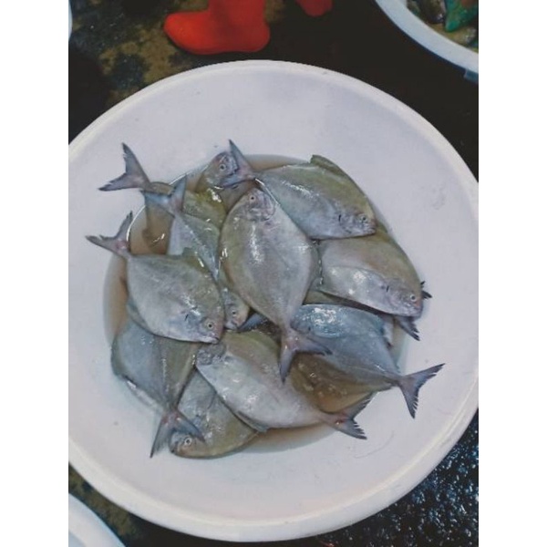 

ikan bawal laut bawal hitam harian bukan frozen