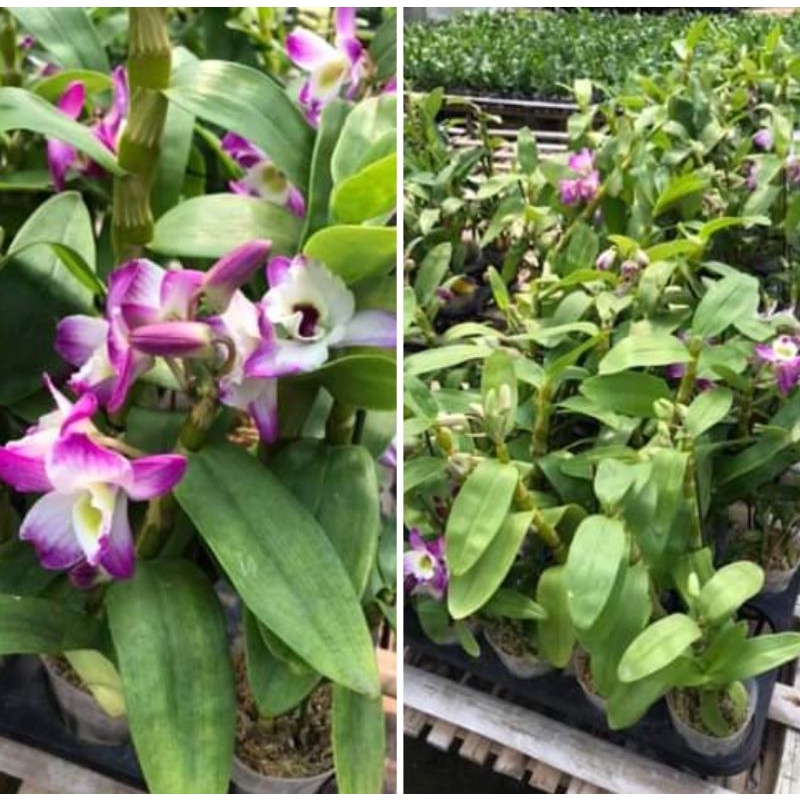 anggrek nobile rimbun