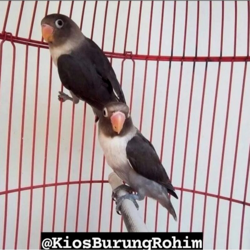 burung lovebird sepasang batman