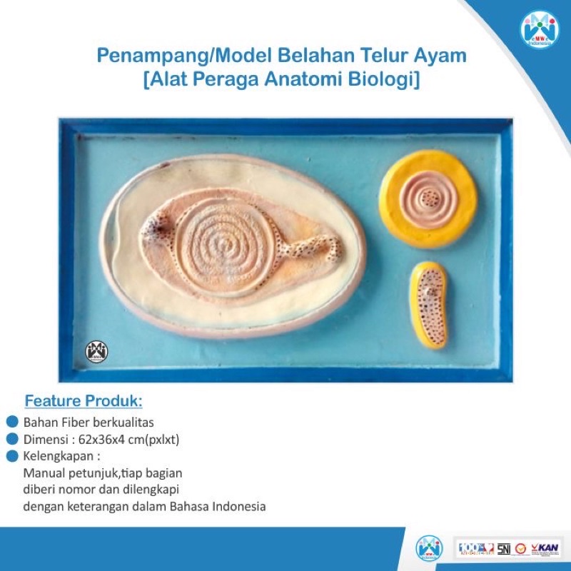 

Model replika Penampang Belahan Telur Ayam - Alat Peraga Biologi [100% Original Product]