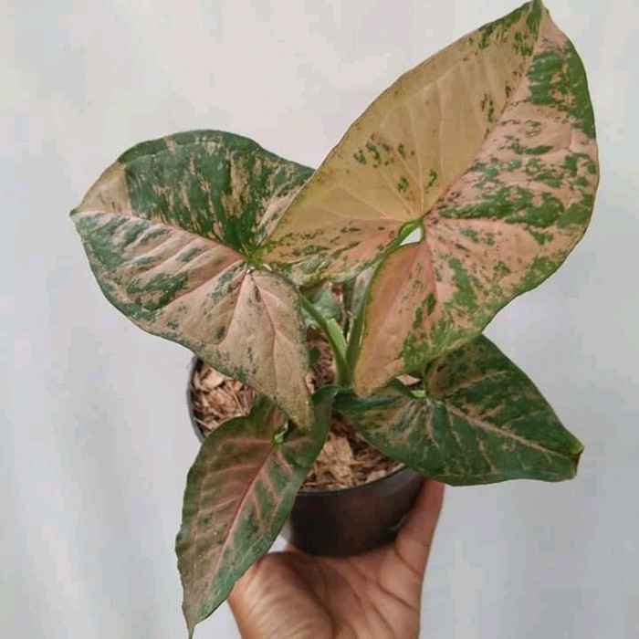 Syngonium Flecked Pink