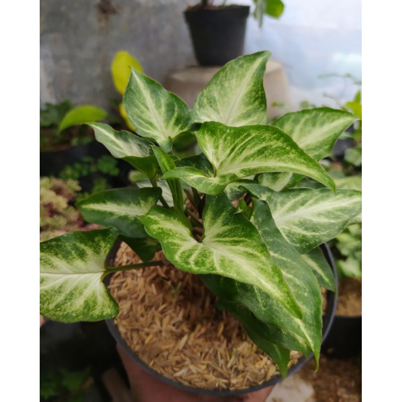 TANAMAN HIAS SYNGONIUM A GRADE |COD| PROMO SUPER MURAH. TANAMAN HIAS HIDUP ASLI