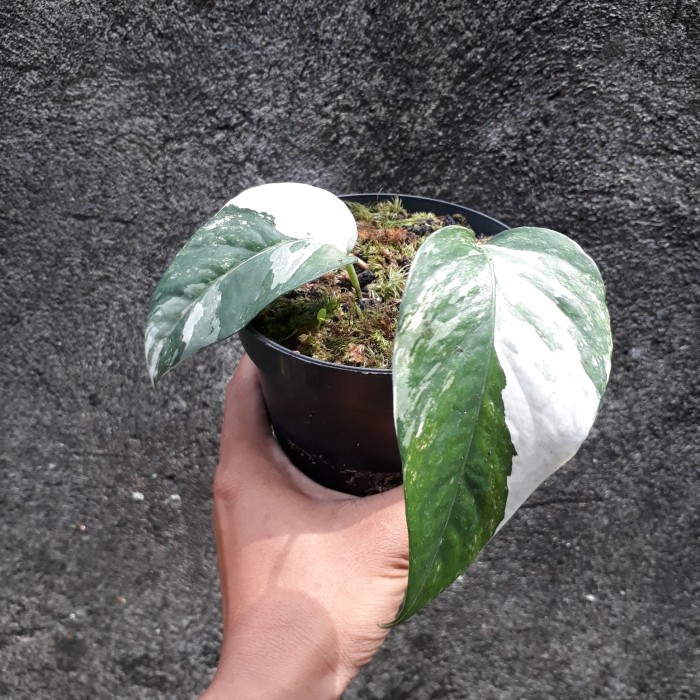 Tanaman Hias Monstera epipremnum albo varigata-monstera albo varigata