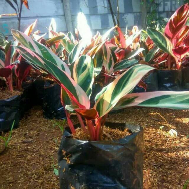 Tanaman hias calathea triostar multicolor meranti bali bibit taneman maranta chalathea