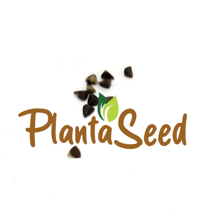 PlantaSeed - 10 Seeds - Bells of Ireland Biji Bunga Hias - PAS0241