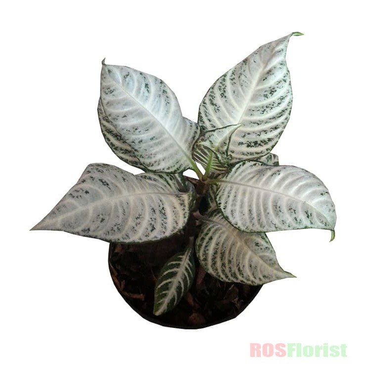 Tanaman Hias Aphelandra Si Daun Zebra