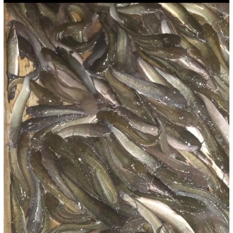 

Ikan Lele Segar Hidup
