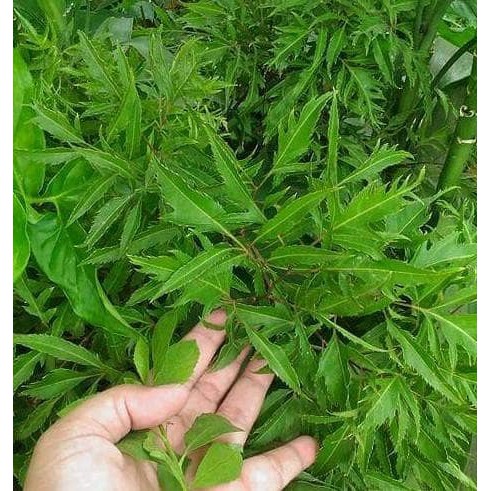 Berkwalitas 40 Batang Stek Tanaman Kedondong Laut Pagar Murah