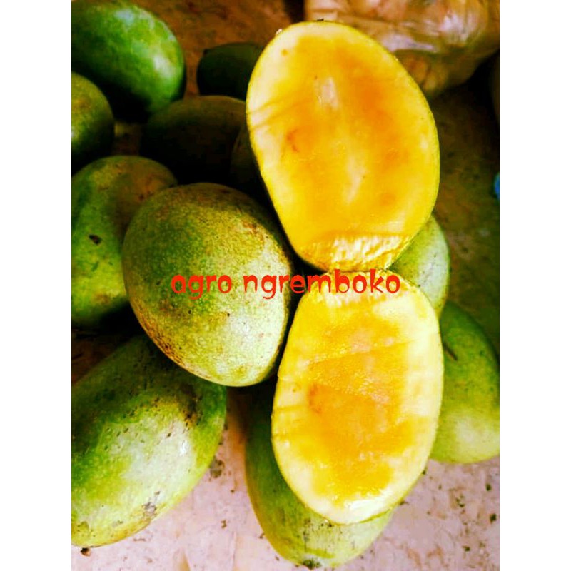 Bibit mangga manalagi (lalijiwo)