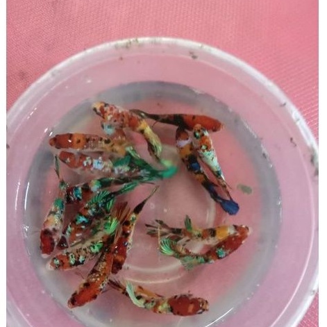 ikan cupang hias BETINA multi