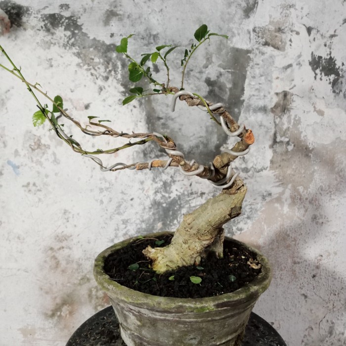 Bonsai Serut Small PROSPEK BAGUS KARAKTER