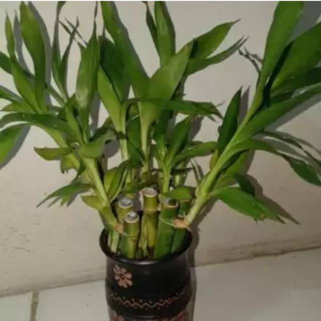 Tanaman Hias Bambu Hoki Sri rejeki-Bambu Hoki Sri rejeki