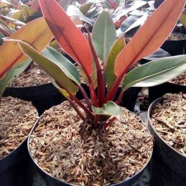 Tanaman Hias Phillo Orange