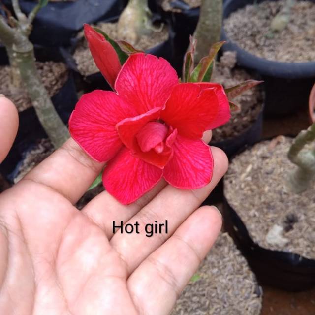 Adenium Hot Girl Shopee Indonesia