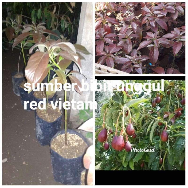 bibit alpukat red vietnam super unggul