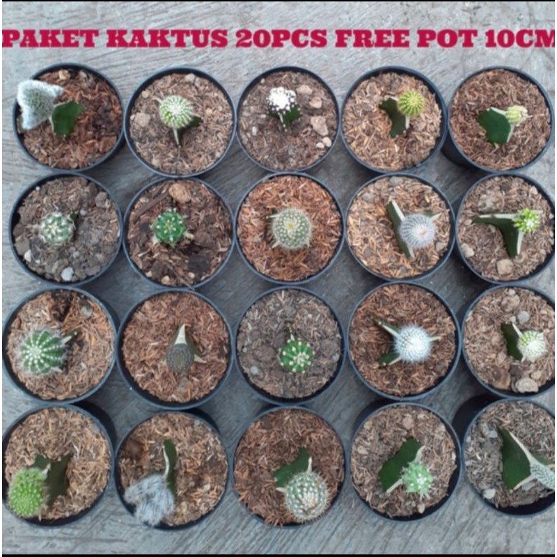 Paket kaktus Random isi 20pcs tanaman hias ASLI