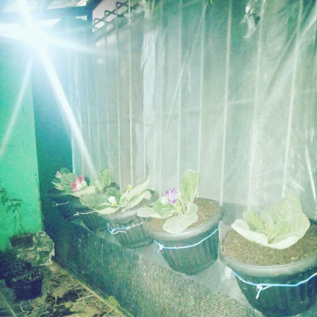 Tanaman Hias - Bibit Bunga Gloxinia