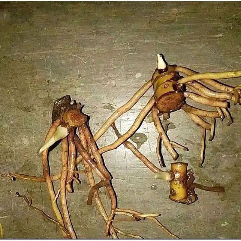 murah Paket 3 Tunas Bonggol aglonema suksom - tricolor - goliath