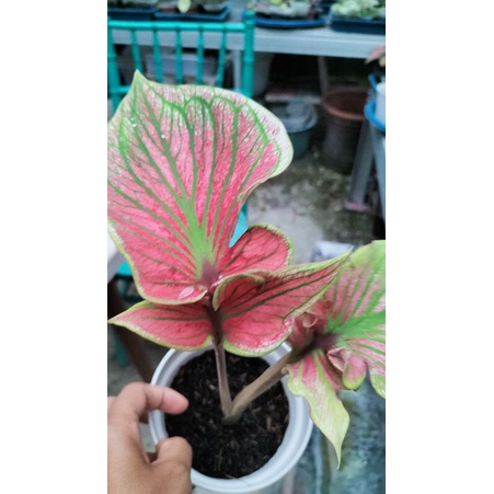 keladi super red ceria  daun ganda