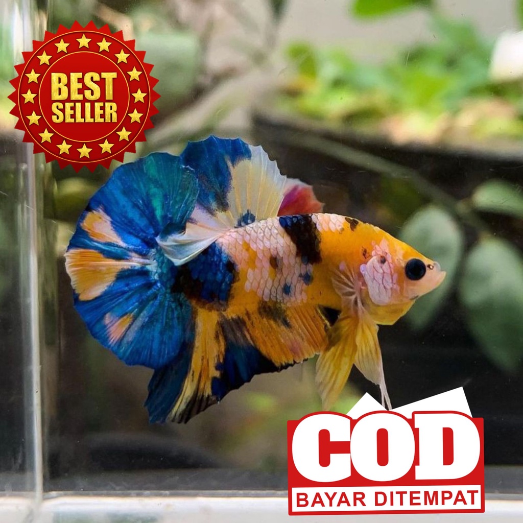ikan Cupang Yellow koi/fancy