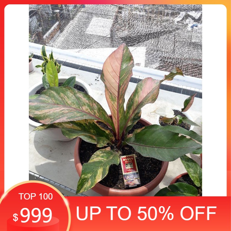 Biji anthurium hokeri varigata pink